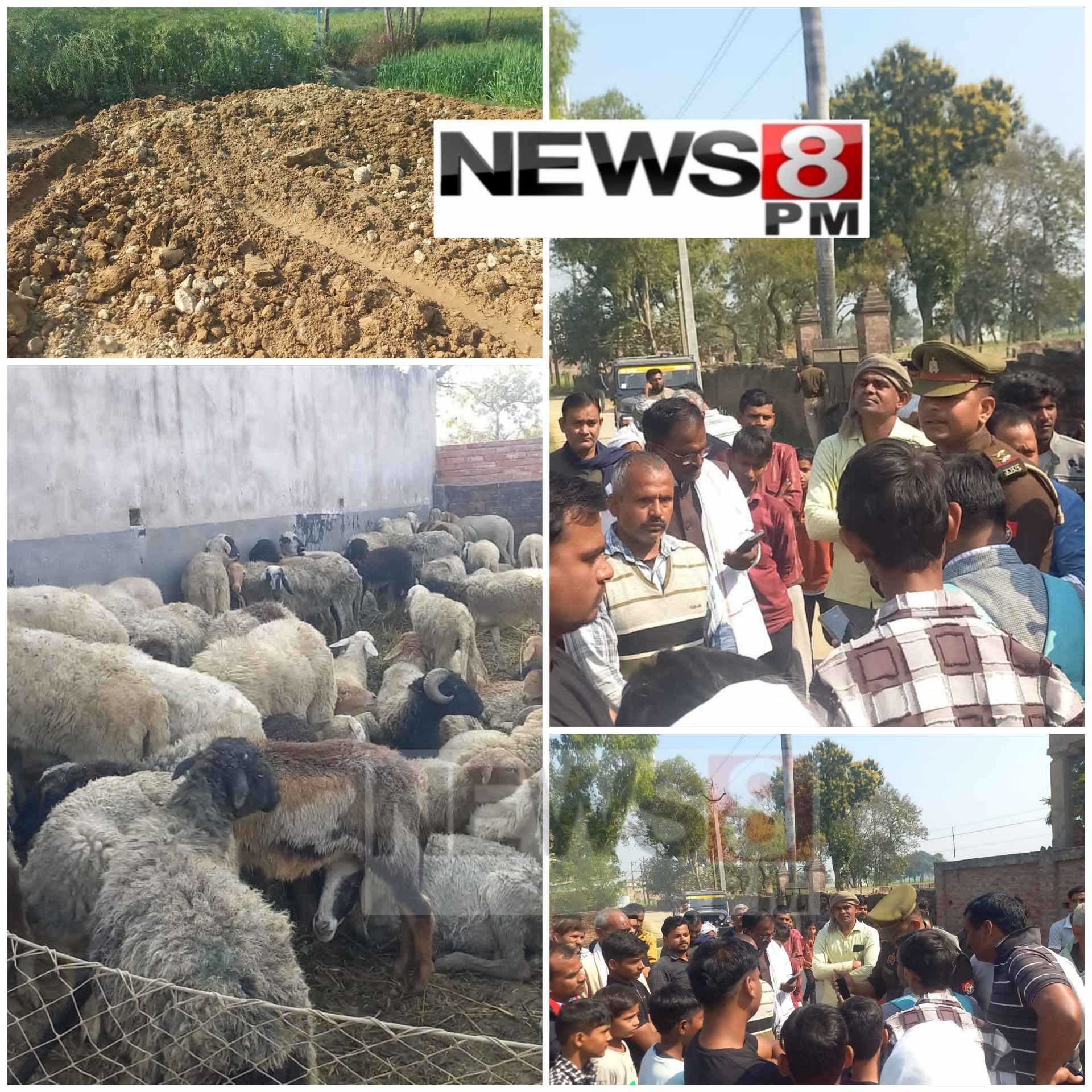 आज़मगढ़ में आवारा कुत्तों का कहर: 50 भेड़ों की मौत, पालक को लाखों रुपये का नुकसान