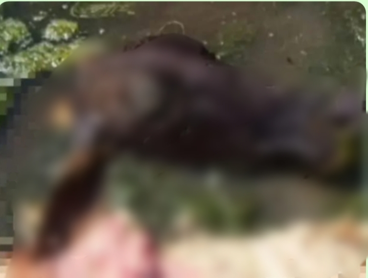 आजमगढ़: नदी किनारे गोवंश के अवशेष मिलने से हड़कंप